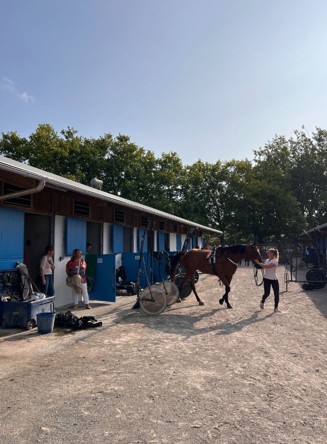 Cheval dans les écuries de l'hippodrome de Pornichet